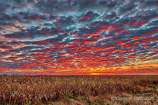 Cornfield Sunrise_P1220182-7.jpg - Photographed near Smiths Falls, Ontario, Canada.